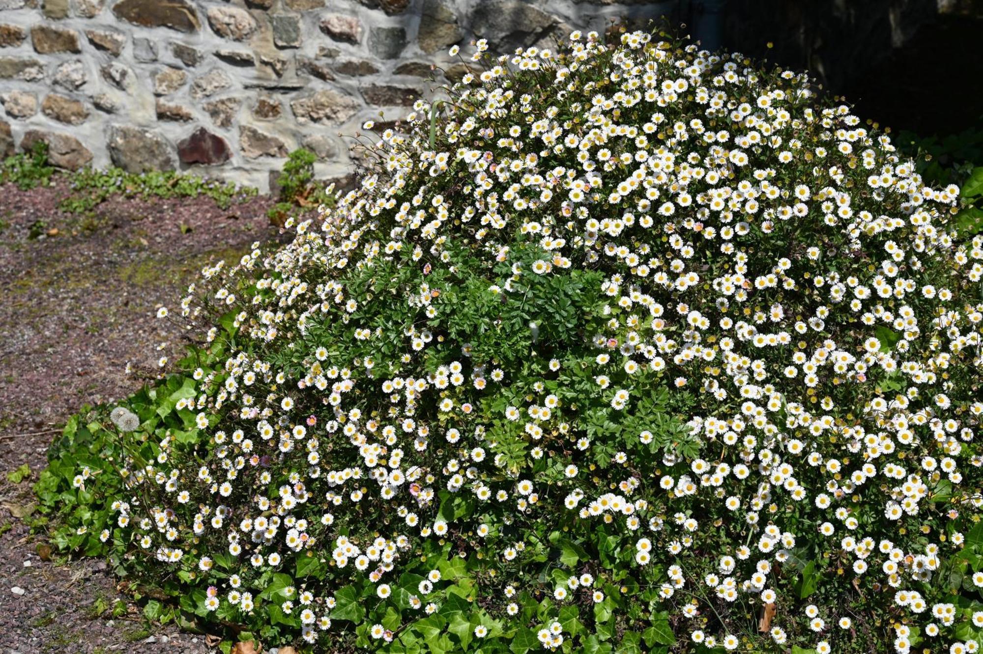 La Demeure Du Perron Hotel Quettehou Buitenkant foto